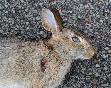 [The rabbit is lying on the asphalt road with its ears, head and torso visible. There is a bloody spot on its shoulder. The eye is open and the ears are relatively short--less than the length of the head.]